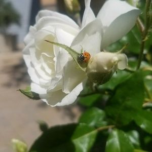 Meet your Posher, Rachal